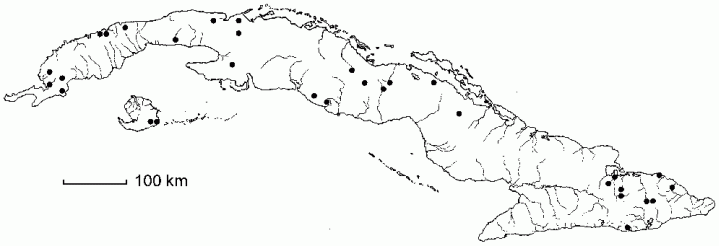 Myrsine floridana