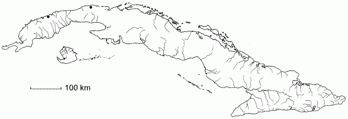 Neomezia cubensis subsp. oligospinosa