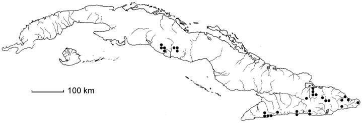 Olfersia cervina