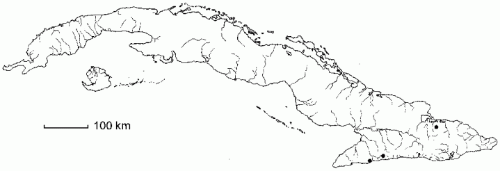 Ophioglossum harrisii