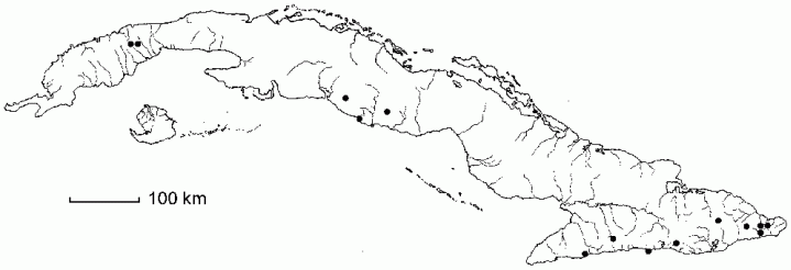 Ophioglossum palmatum