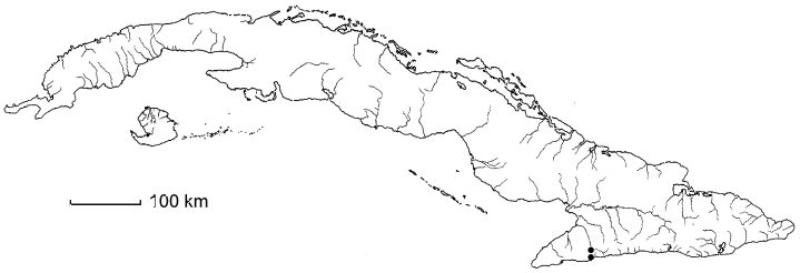 Ouratea xolismifolia