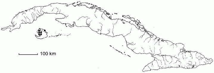 Paepalanthus alsinoides subsp. minimus