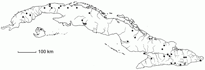 Panicum ghiesbreghtii