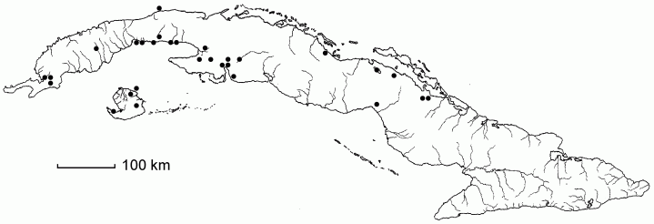 Panicum virgatum subsp. cubense