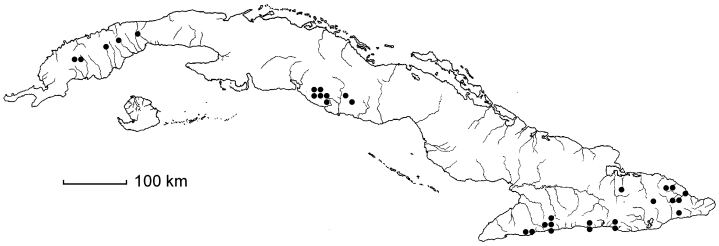 Parapolystichum confine