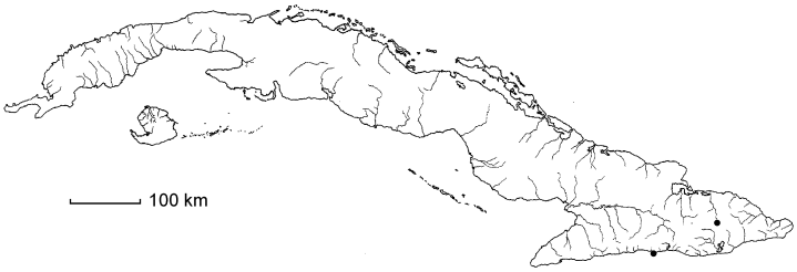 Parapolystichum villosissimum