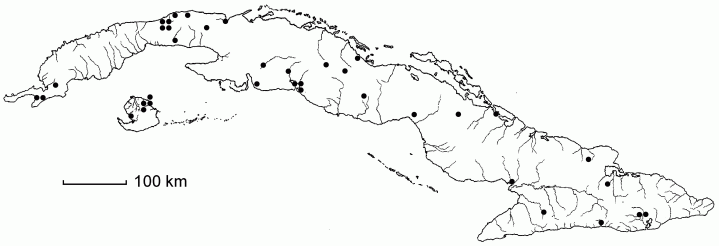 Paspalidium geminatum subsp. geminatum