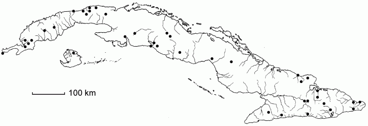 Paspalum lindenianum