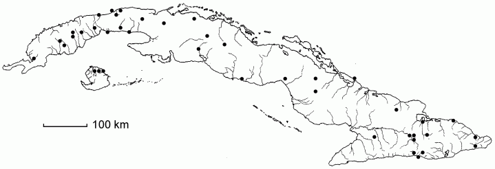 Paspalum millegrana