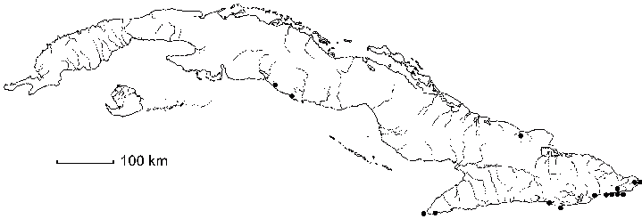 Pavonia heterostemon