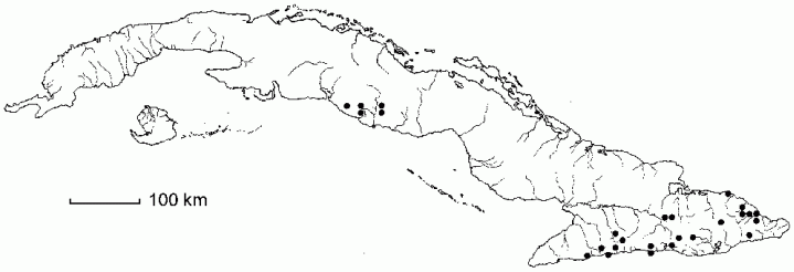 Peperomia guadaloupensis