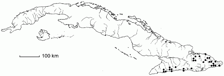 Peperomia hernandiifolia