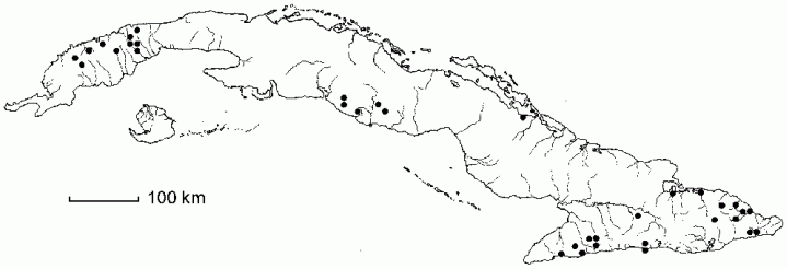 Peperomia rotundifolia