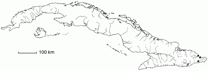 Peperomia spathophylla