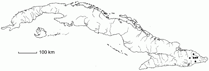 Peperomia wrightiana