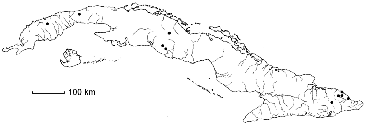 Philodendron lacerum