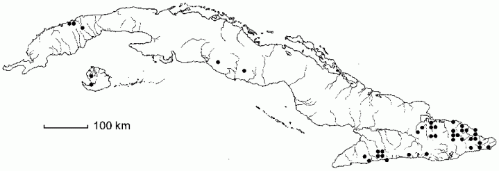 Piper arboreum subsp. arboreum