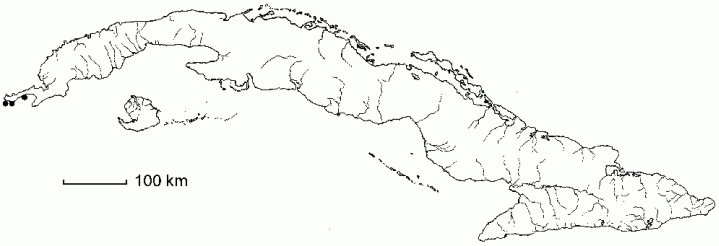 Piper guanahacabibense