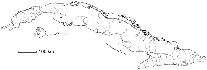 Pithecellobium bahamense