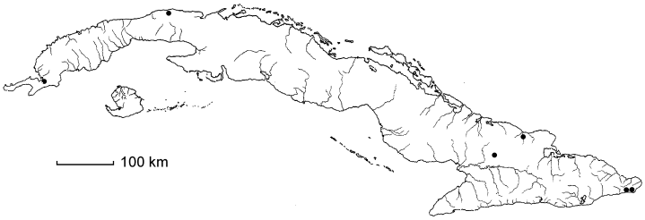 Pithecellobium dulce