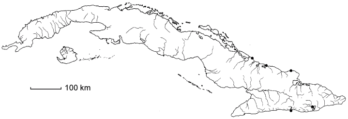 Plethadenia cubensis