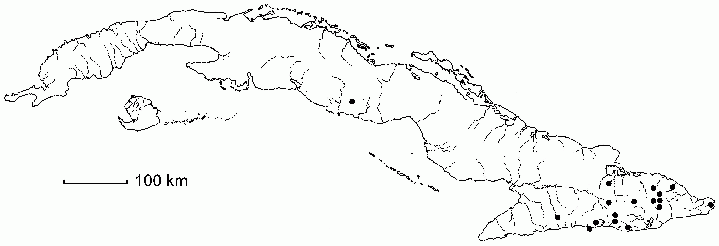 Pleurothallis angustifolia