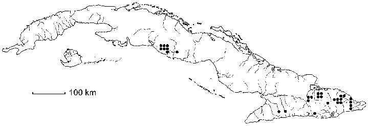 Pleurothallis grisebachiana