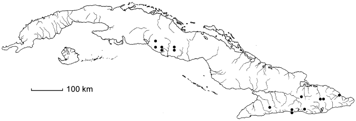 Polystichopsis chaerophylloides