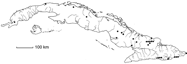 Portulaca brevifolia