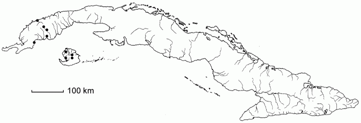 Potamogeton diversifolius