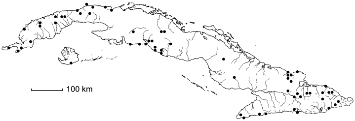 Pouteria dominigensis subsp. dominigensis