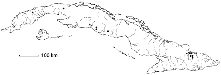 Ravenia spectabilis subsp. spectabilis