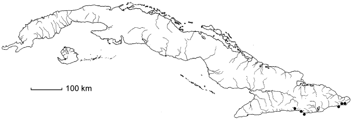 Rhytidophyllum acunae