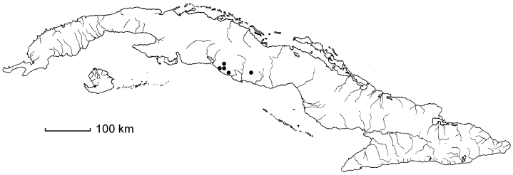 Rhytidophyllum earlei