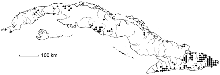 Rhytidophyllum exsertum