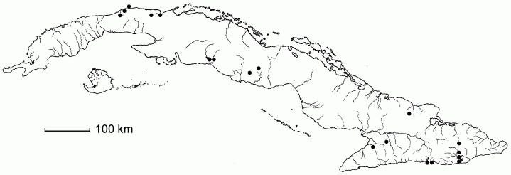 Rottboellia cochinchinensis