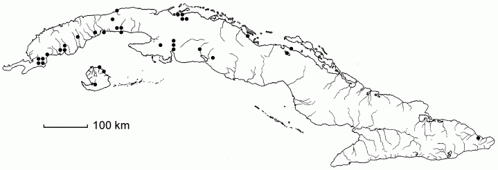 Sagittaria lancifolia subsp. lancifolia