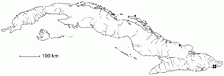 Schaefferia ephedroides