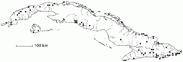 Schaefferia frutescens