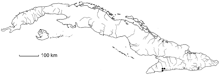 Schoepfia stenophylla