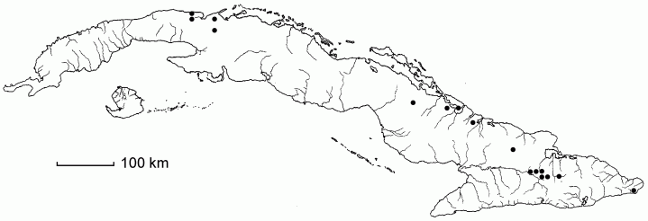 Scutachne amphistemon