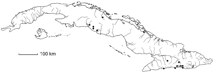 Serjania atrolineata
