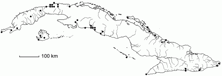 Setaria distantiflora