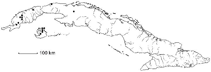 Sidastrum micranthum