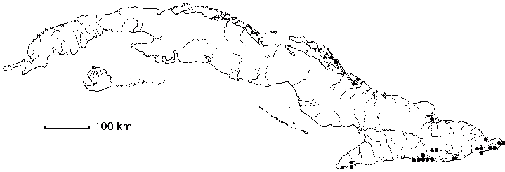 Sidastrum multiflorum