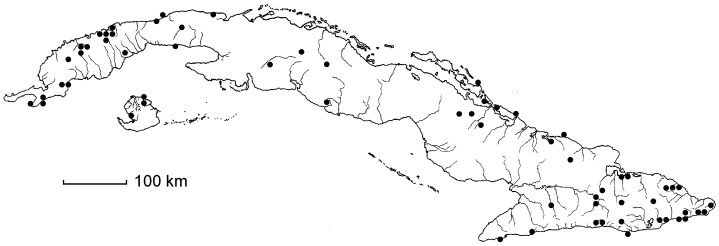 Sideroxylon horridum