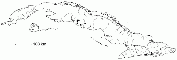 Sphaeropteris insignis