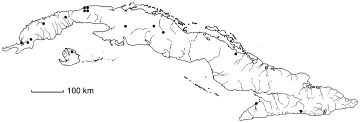 Sporobolus tenuissimus