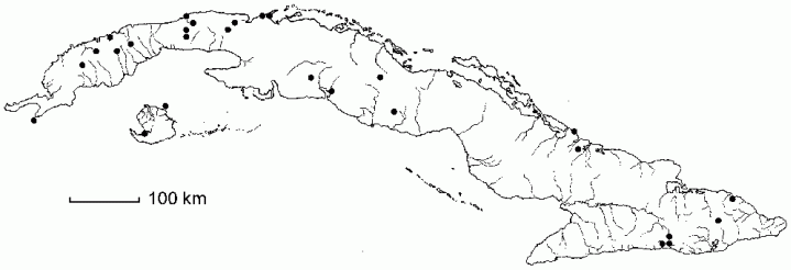 Stachytarpheta jamaicensis